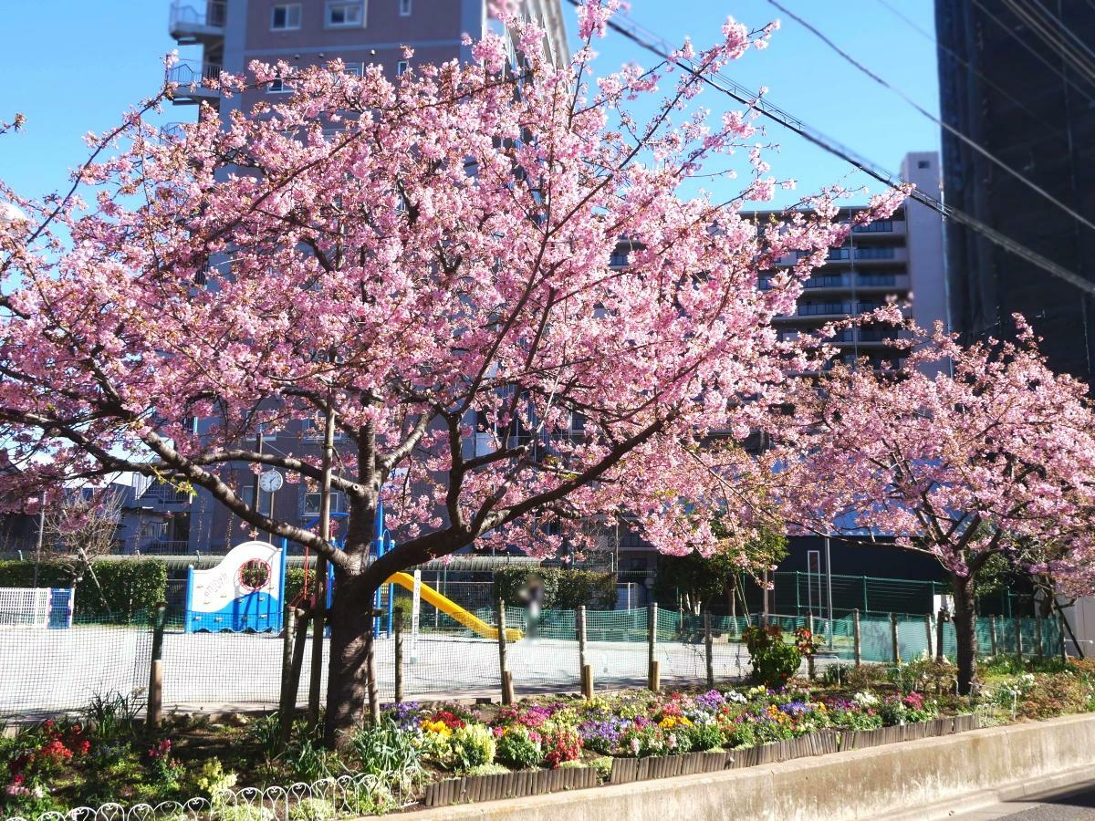 西側の道に沿って並ぶ河津桜の木々