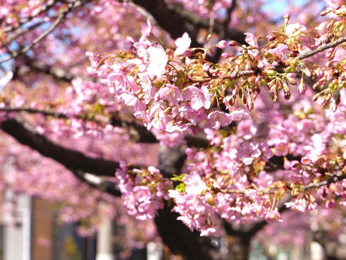 あたりをピンク色に染める河津桜の花