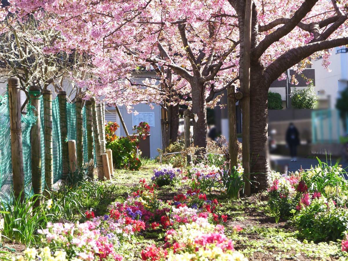 河津桜と花壇の花々のコントラストが見事