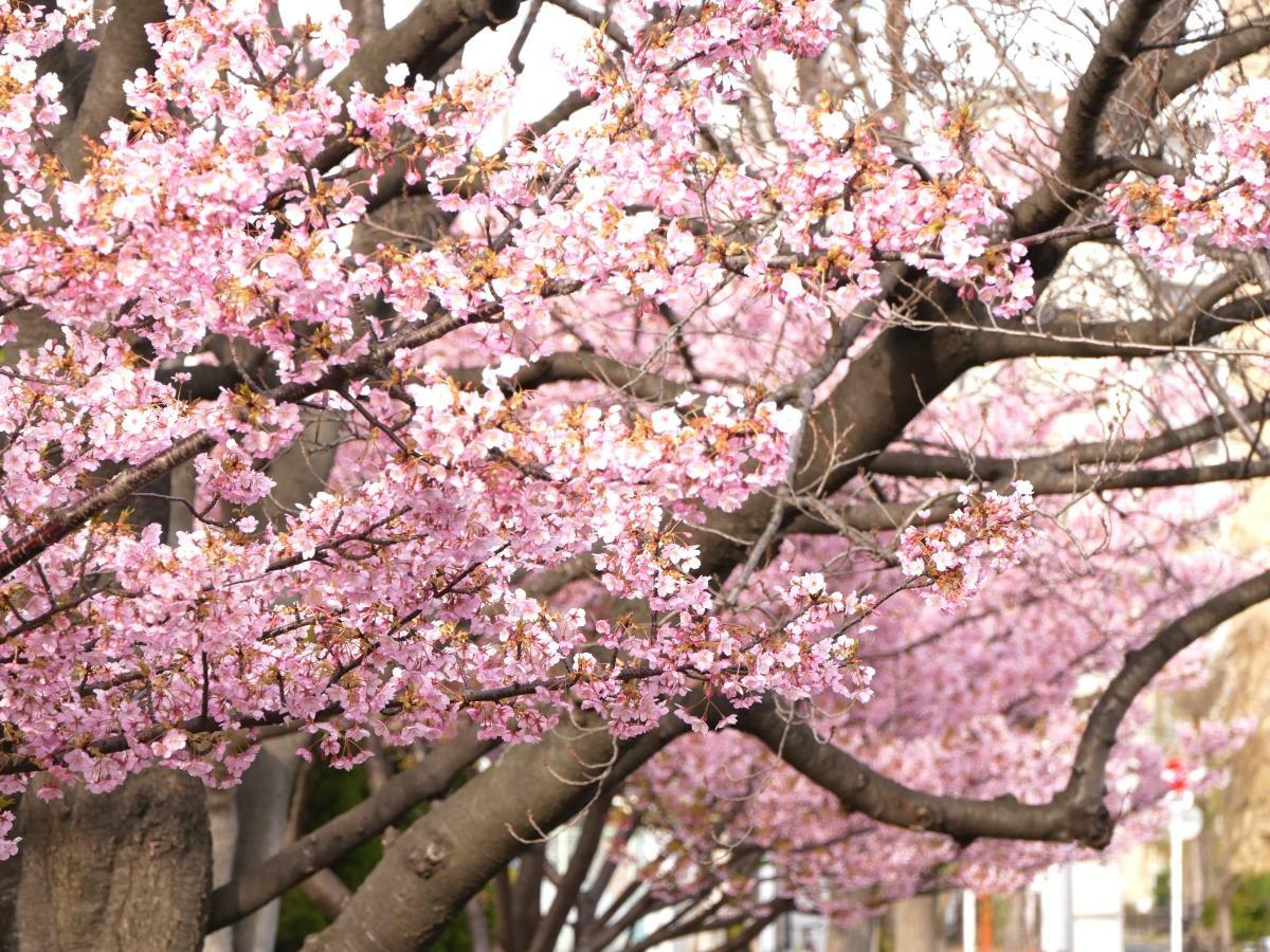 見頃を迎えた河津桜の木々