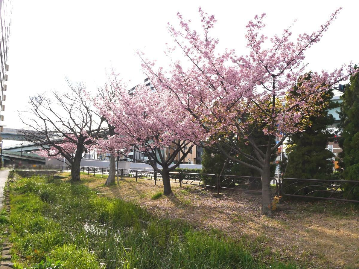 小川のかたわらに河津桜が映える