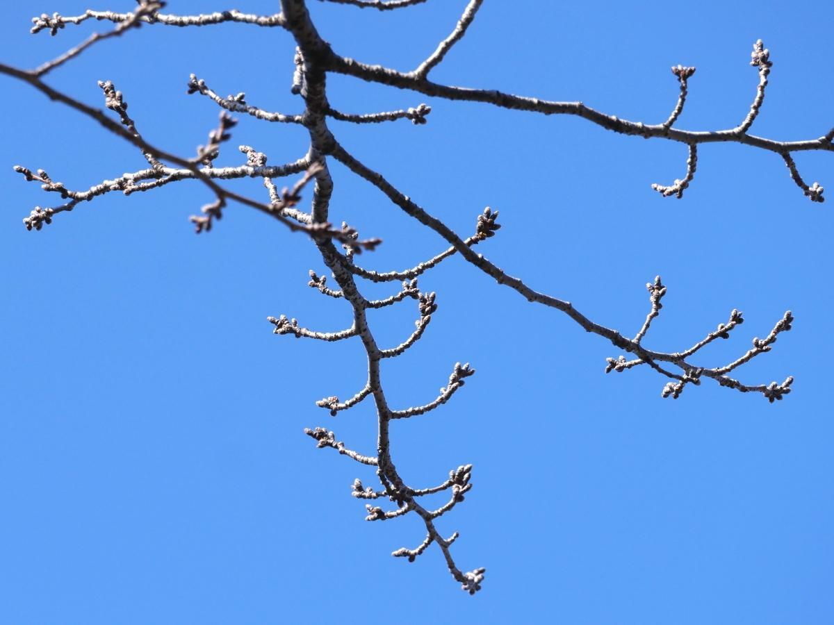 見上げた枝に付いたソメイヨシノのつぼみ