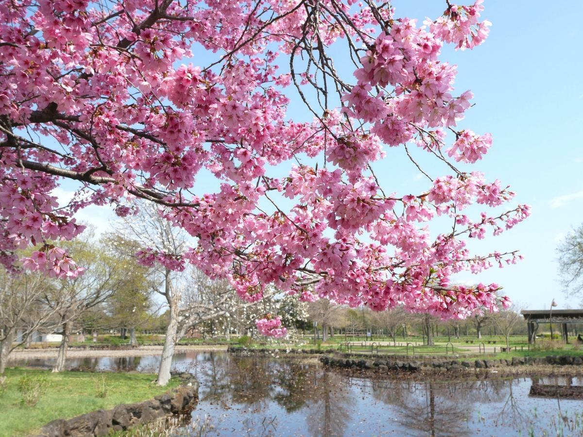 睡蓮池のほとりに立つ陽光桜