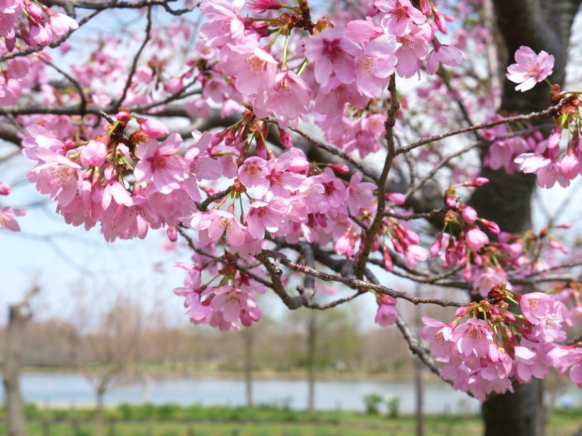 花菖蒲園の陽光桜の背後に小合溜が広がる