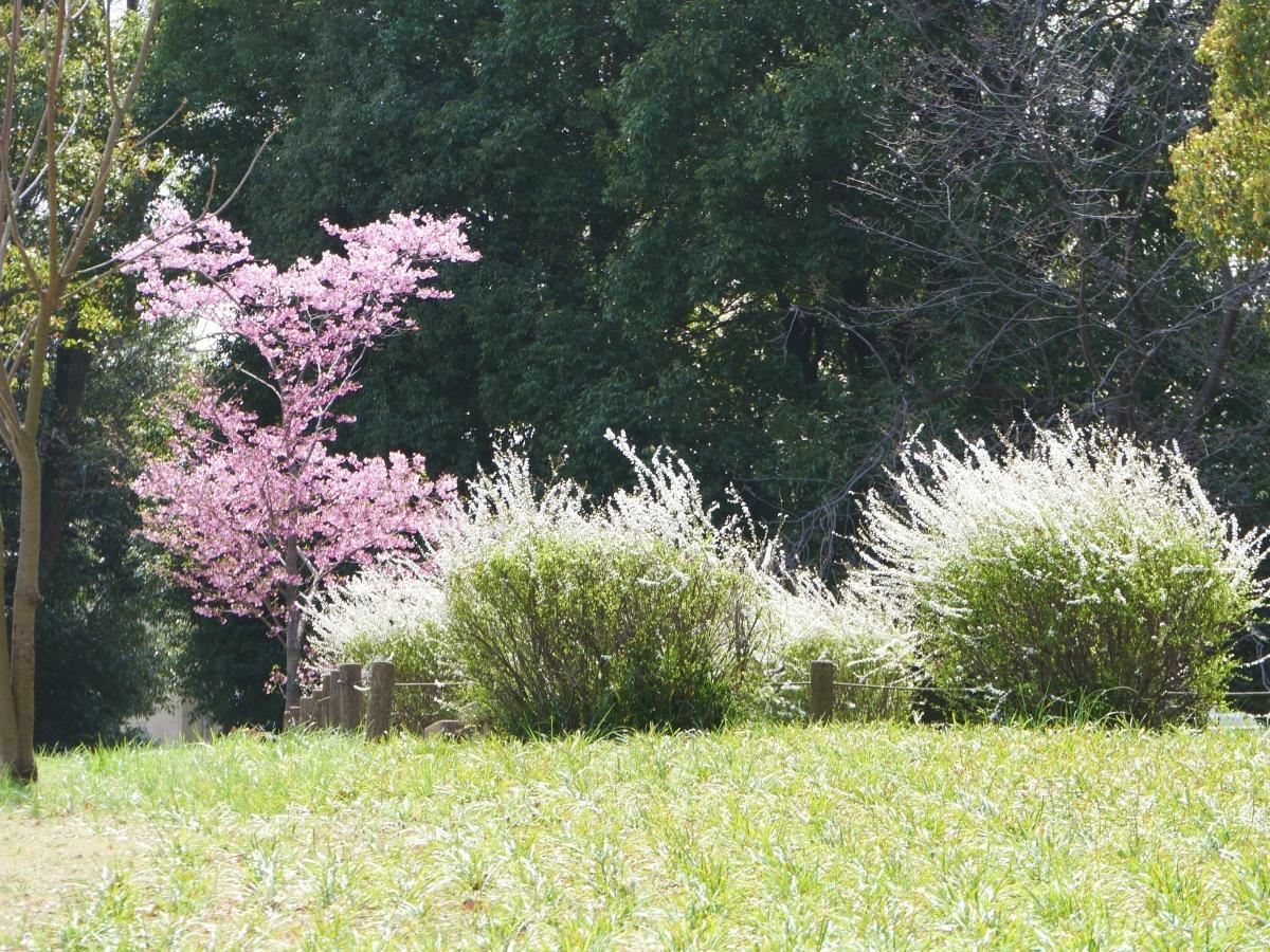 ヒガンバナの丘の陽光桜とユキヤナギ