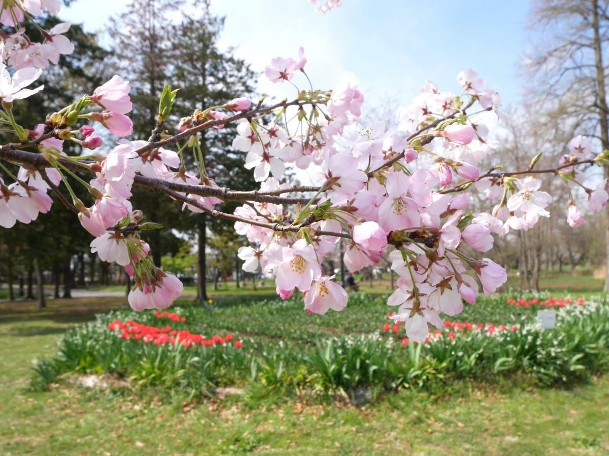 グラデーションの桜の背後を彩るチューリップの花壇