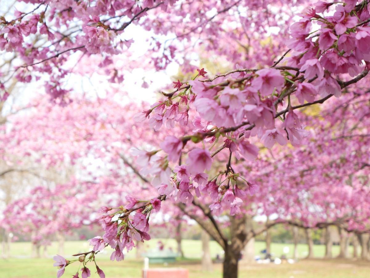 バーベキュー広場に立つ陽光桜の木々