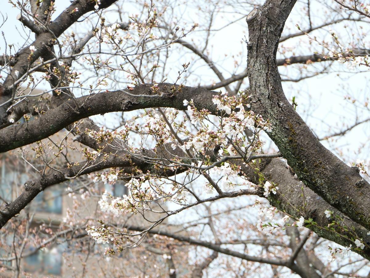 咲き始めた遊歩道沿いのソメイヨシノの木々