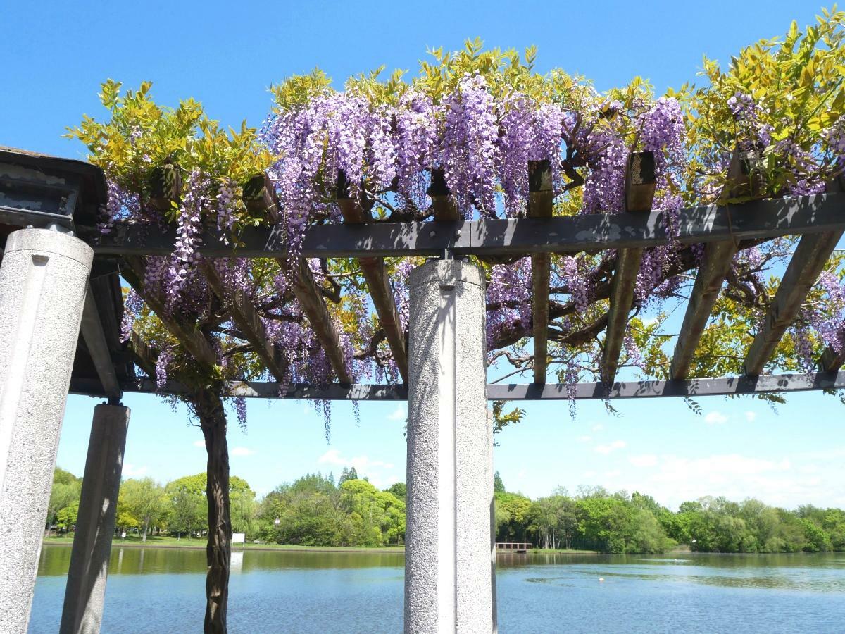 薄紫の藤が水景色に映える