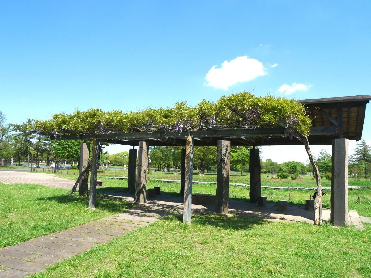 八つ橋が架かる菖蒲田の横に建つ藤棚