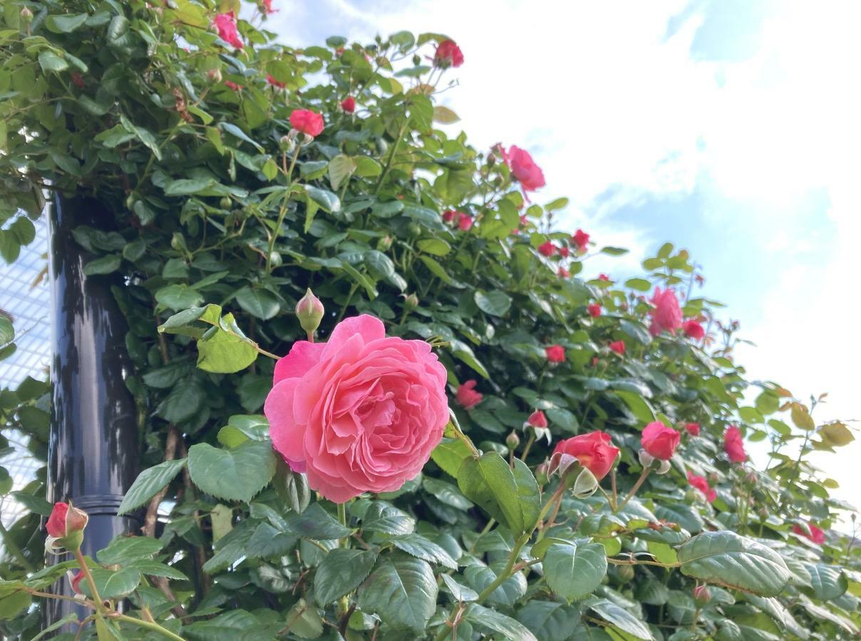 東側のアーチ門に咲くピンクのバラ「ケルナーフローラ」