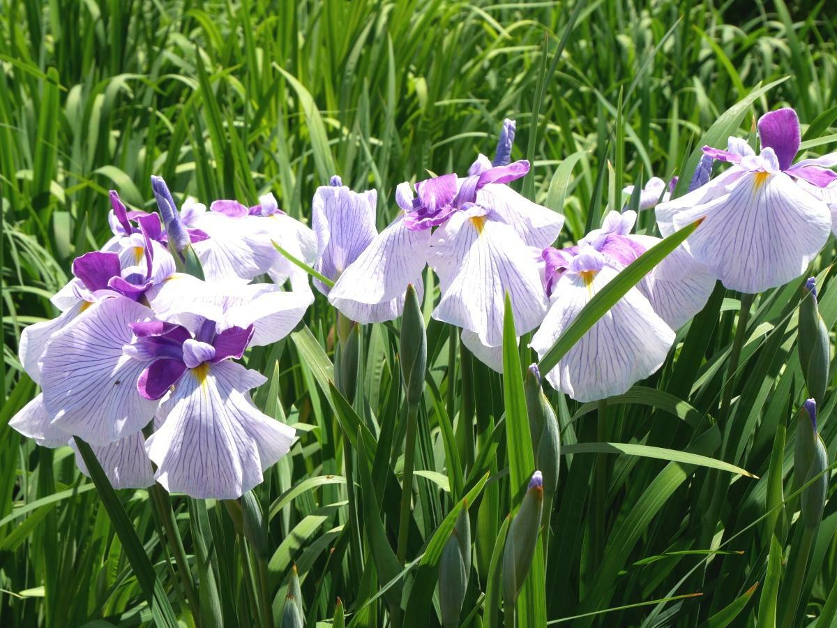 南西側の圃場でたくさん花を咲かせる浜風