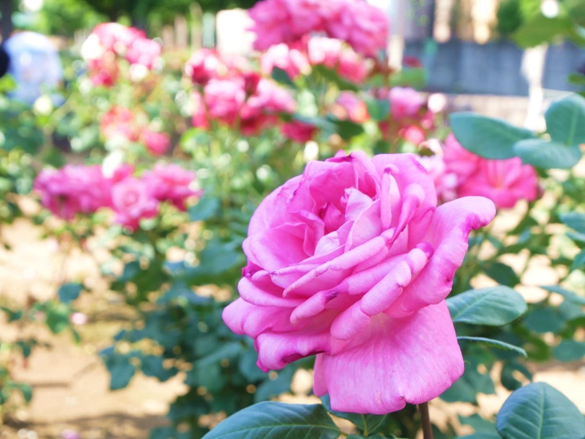 バラ苗 図鑑 ベルサイユのばら La Rose de Versailles 国産