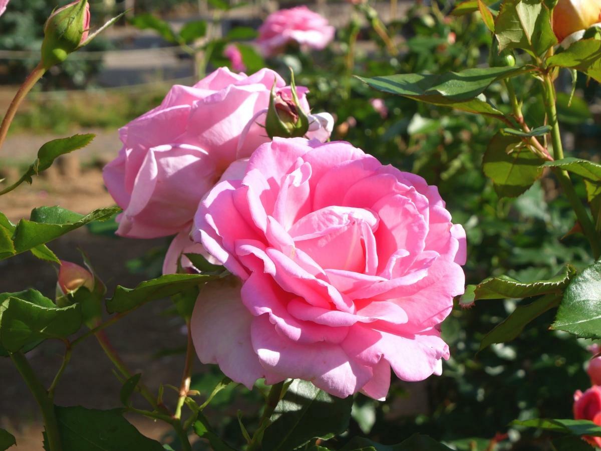 遊歩道との距離が近く、人気を集めていたピンクのバラ