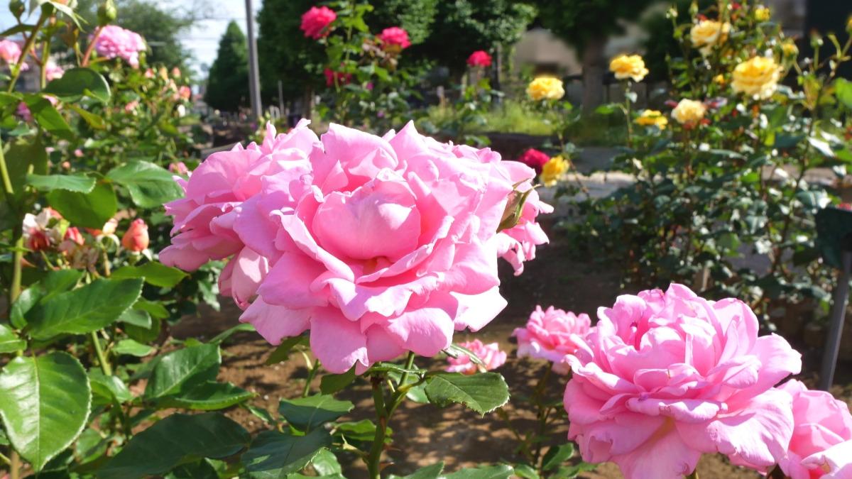 バラ苗 図鑑 ベルサイユのばら La Rose de Versailles 国産