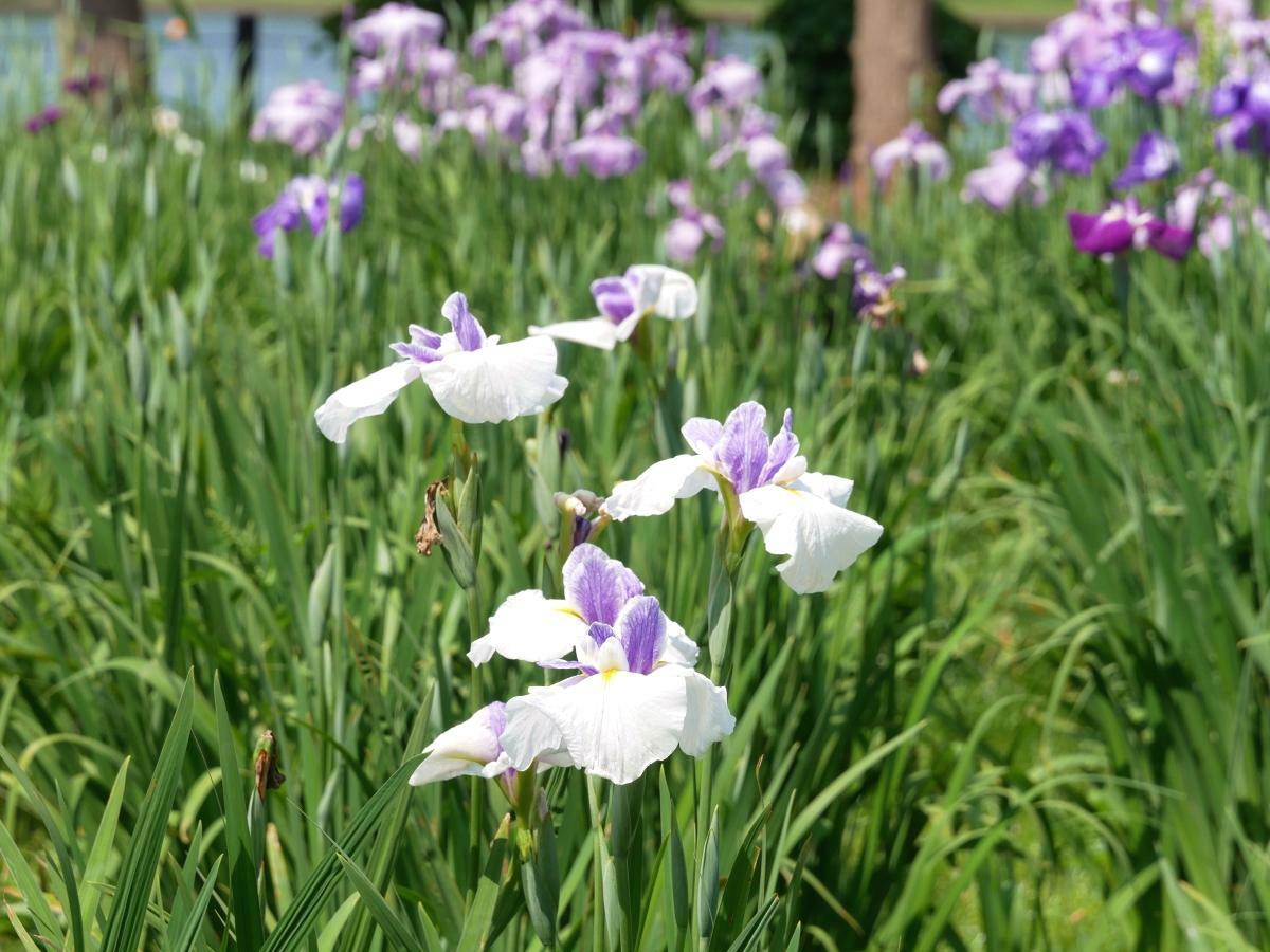 白と紫の配色が美しい花菖蒲