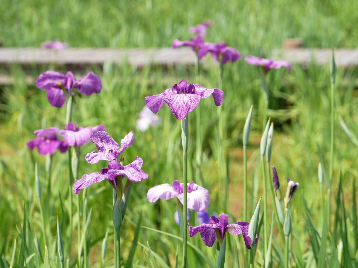八つ橋に映える紫の花菖蒲