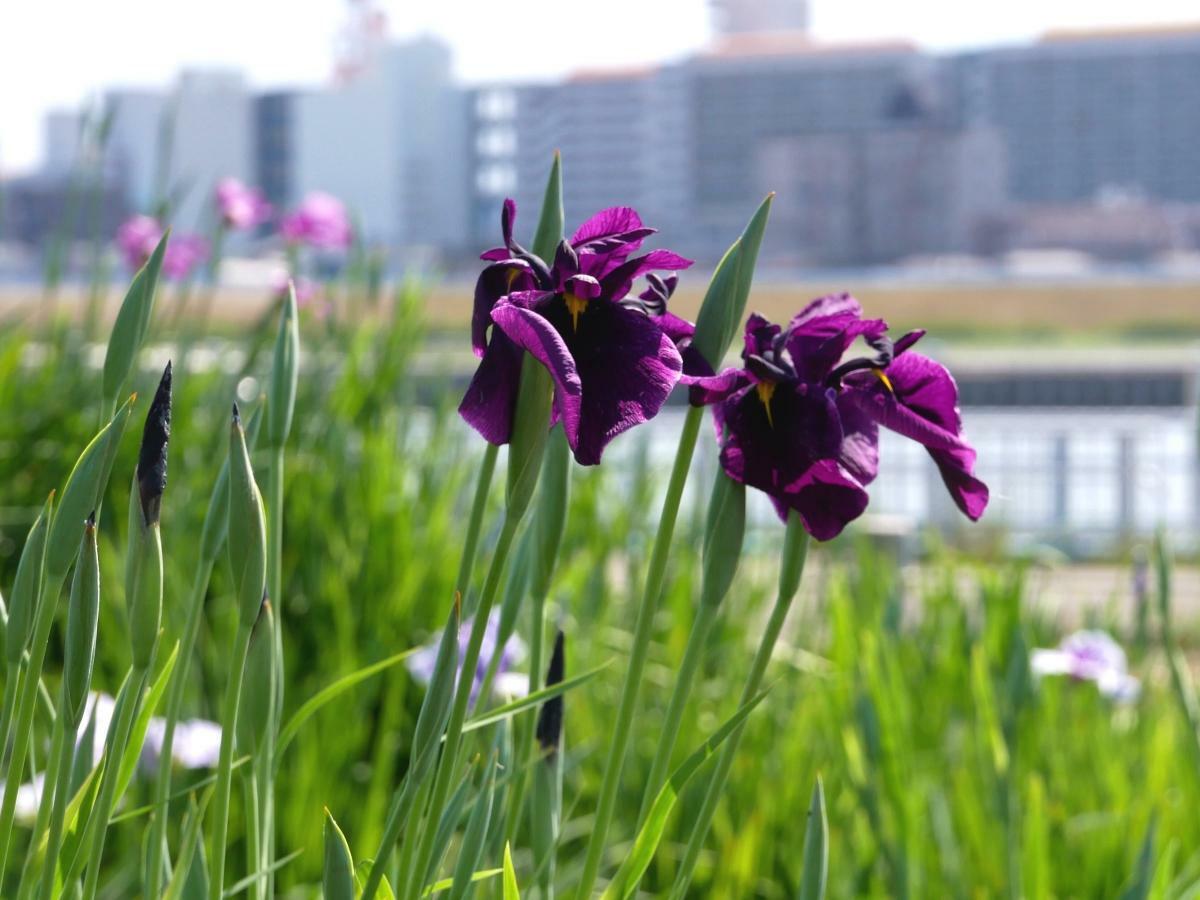 荒川の水景色に映える濃い紫色の花菖蒲