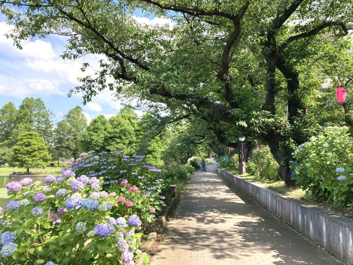 アジサイが彩る水元さくら堤の遊歩道