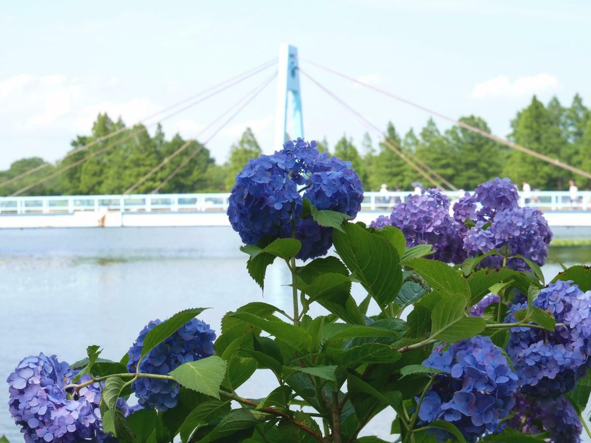 アジサイの向こうに広がる小合溜と水元大橋