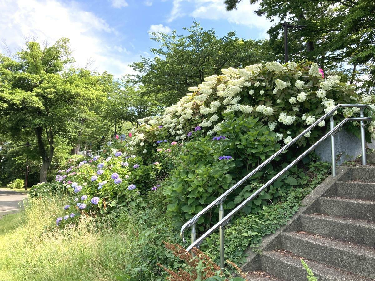 さくら堤から園内へ降りる階段