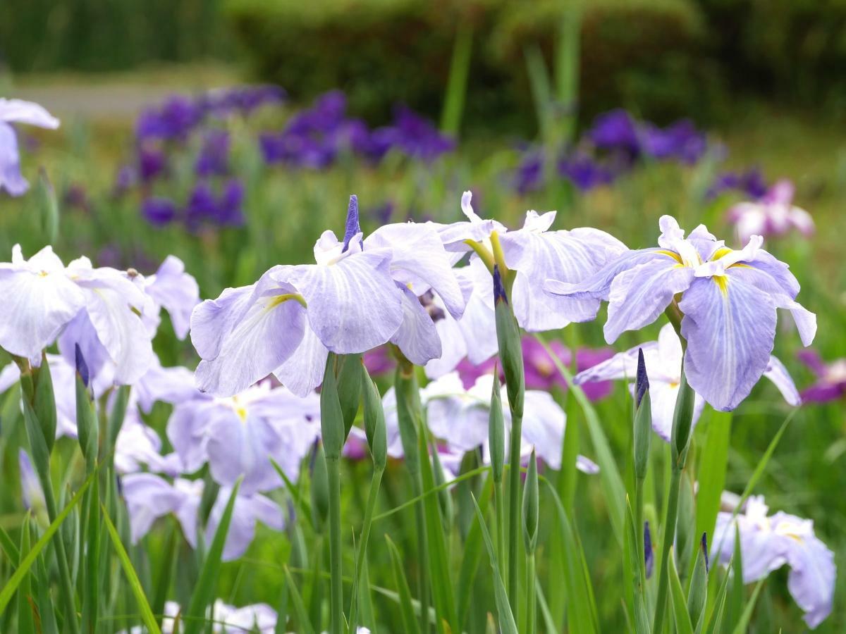 「水生植物園」横の菖蒲田を彩る花々