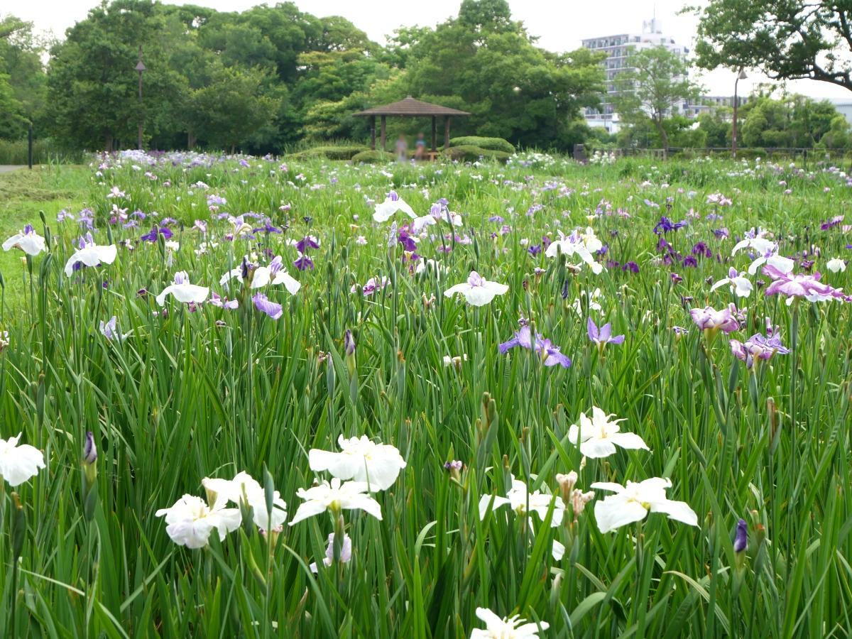 色とりどりの花菖蒲が咲く