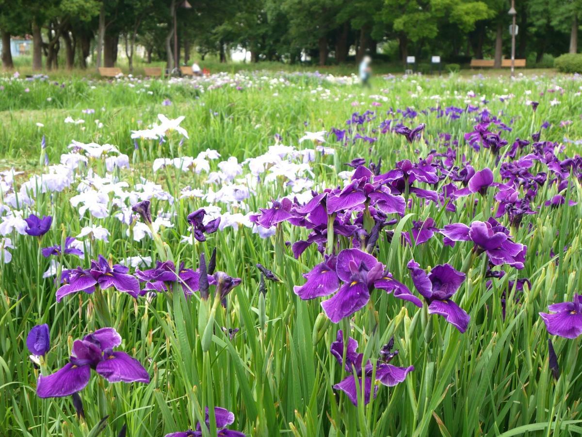 あぜ道から眺めた花菖蒲