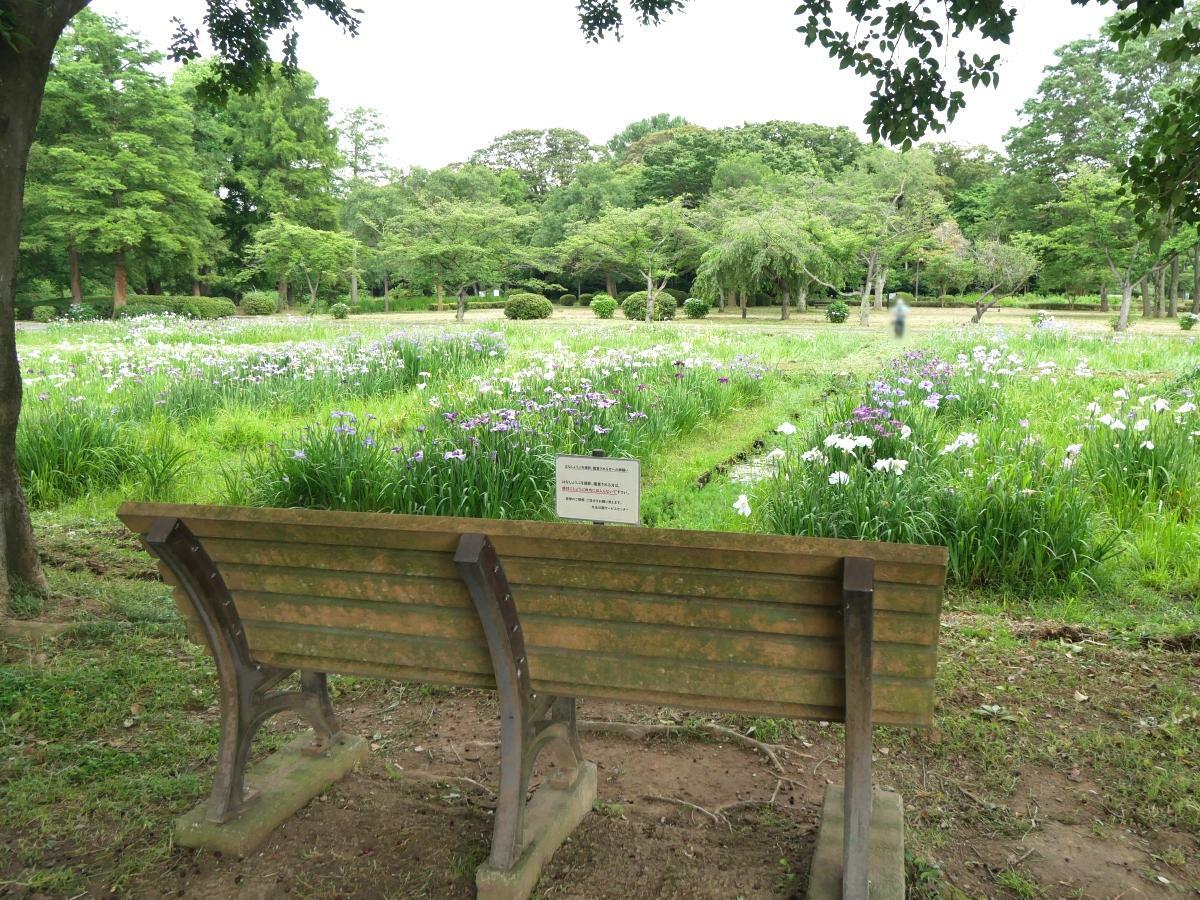 木陰のベンチから広い菖蒲田をのぞむ