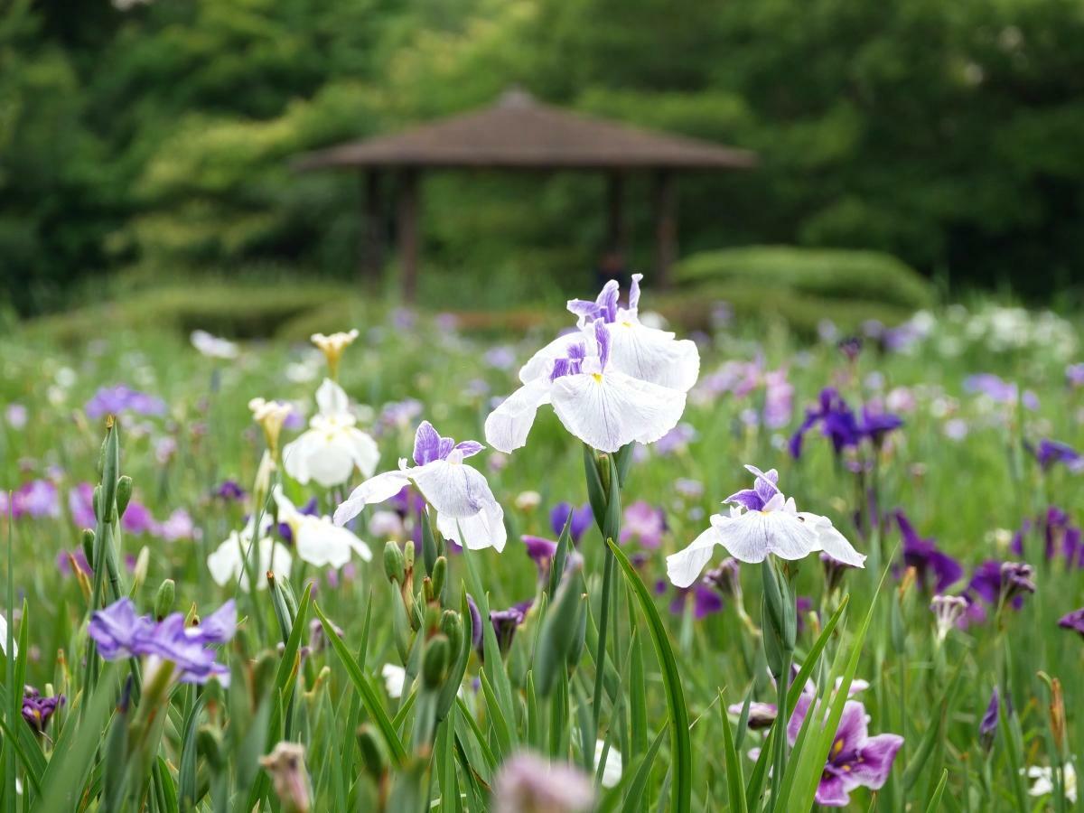 咲き誇る花菖蒲の奥にあずまやが見える