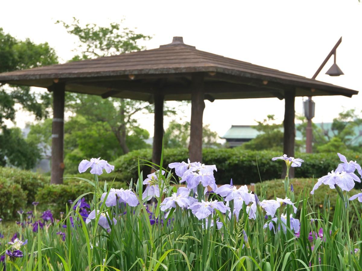 陽射しをさえぎりながら花菖蒲を眺められるあずまや