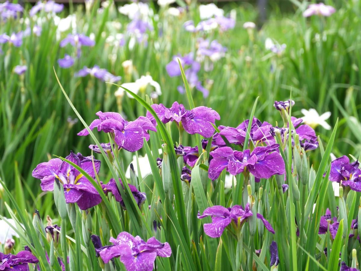 多彩な色合いの花々が並ぶ