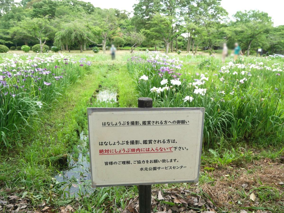 菖蒲田に立ち入らないよう注意喚起する看板