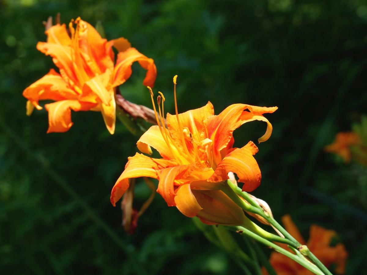 木陰で咲く明るいオレンジの花が目を惹く