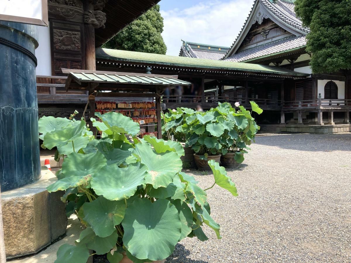 帝釈堂の右側にハスの水鉢が並ぶ