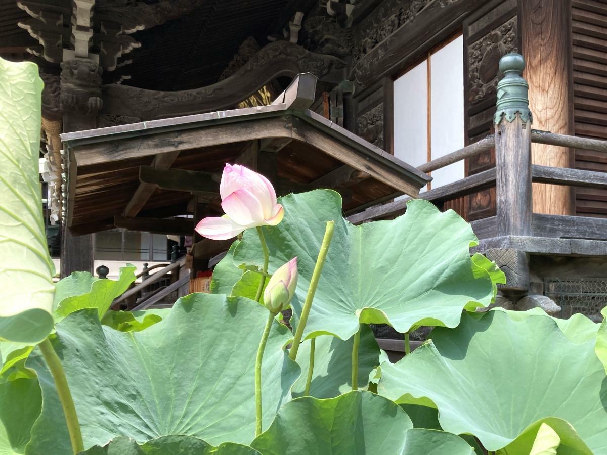 帝釈堂に映えるハスの花とつぼみ