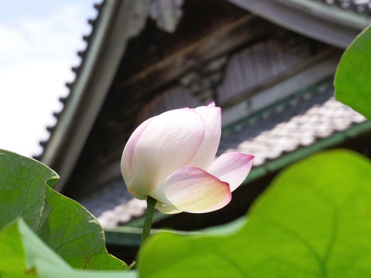 風に揺れるハスの花と本堂