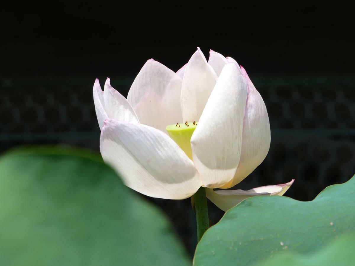 黄色い花托をのぞかせる花