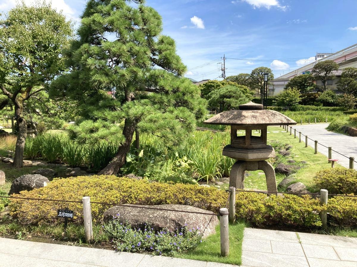 夏の堀切菖蒲園