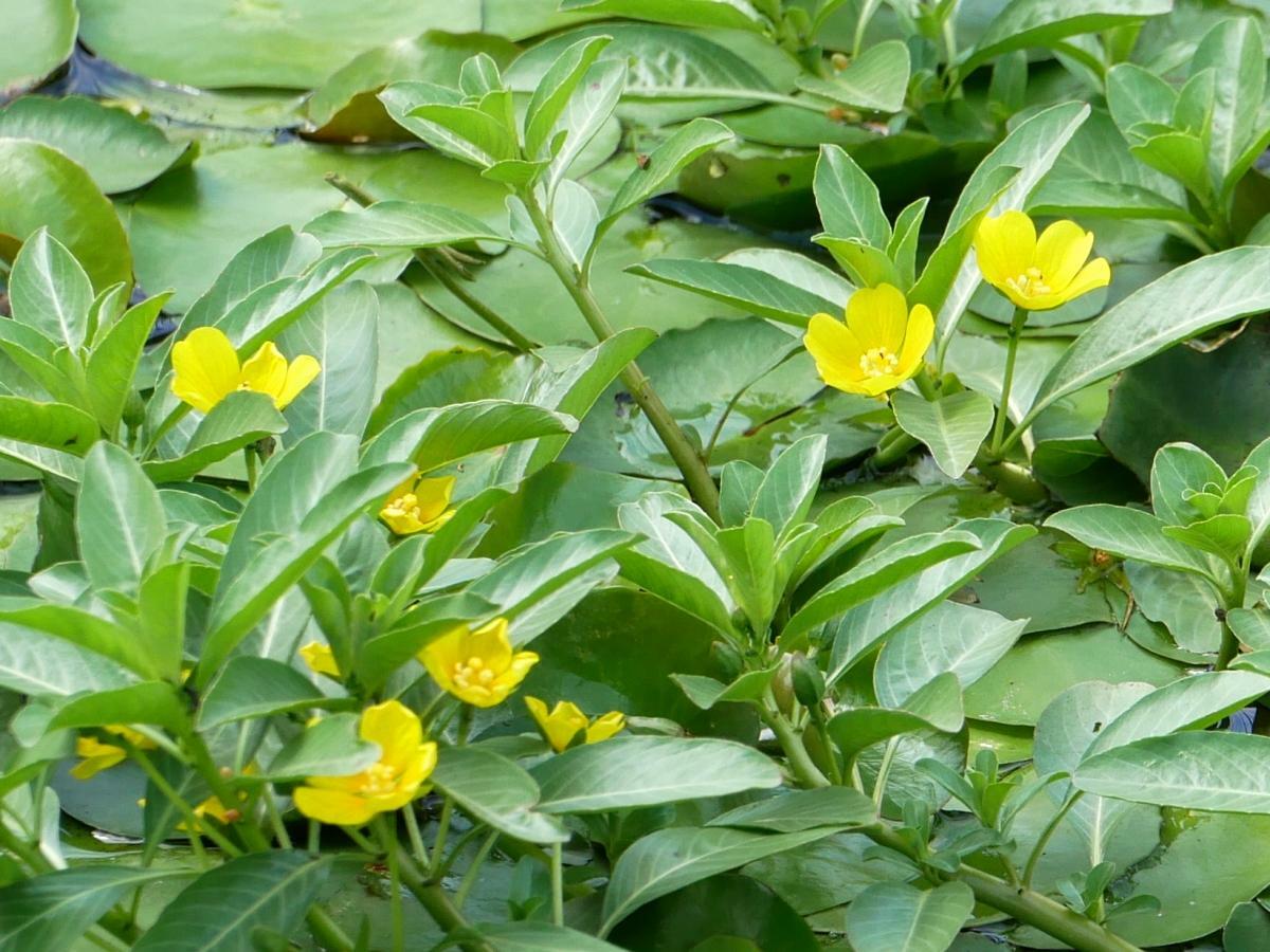 明るい黄色の花びらがよく目立つ