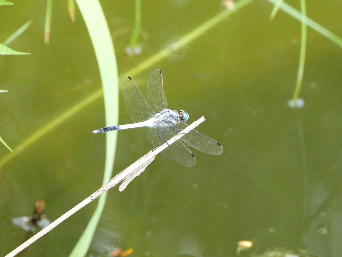 池の植物に止まるシオカラトンボ