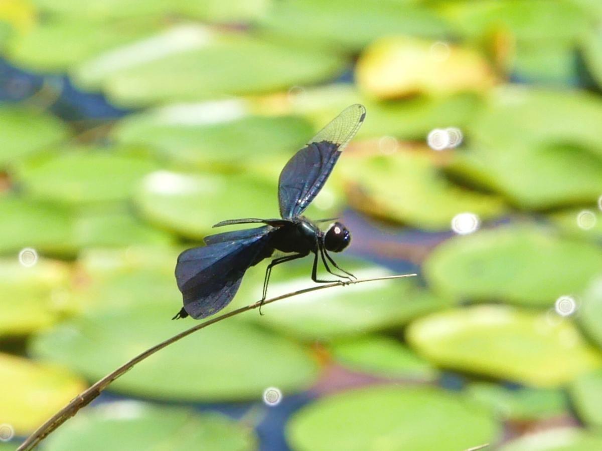 ごんぱち池の植物に止まるチョウトンボ