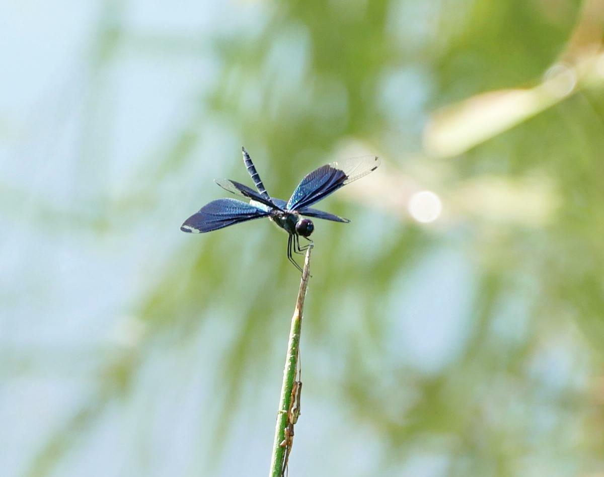 「展示池5」の植物の先に止まるチョウトンボ