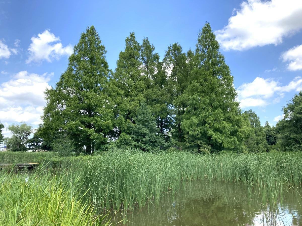 メタセコイアの木々が迫力の水生植物園