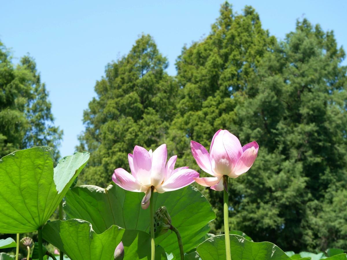 ハスの花とメタセコイアの競演