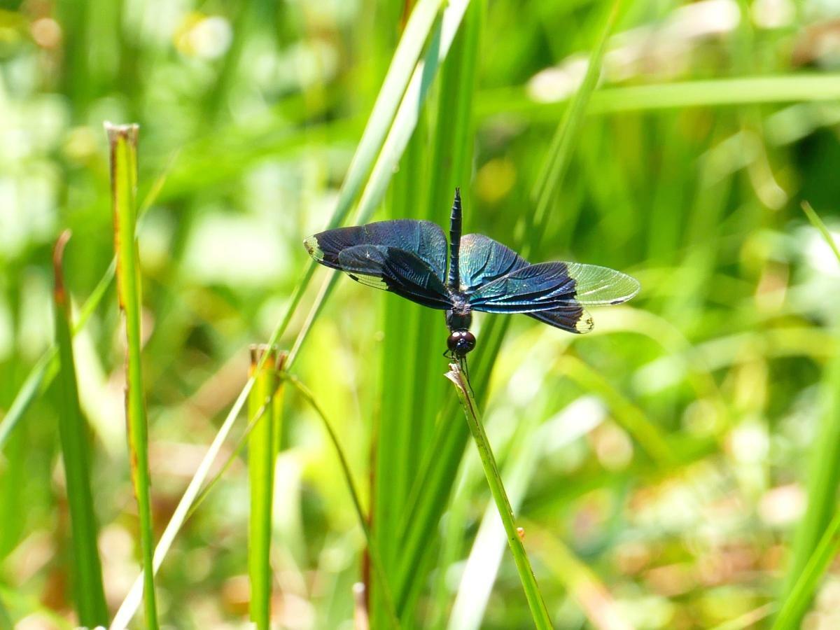 木道のそばの植物に止まるチョウトンボ