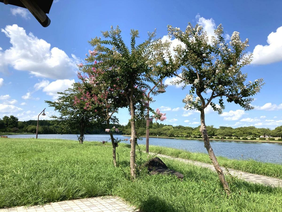 涼亭の横に立つ百日紅の木々