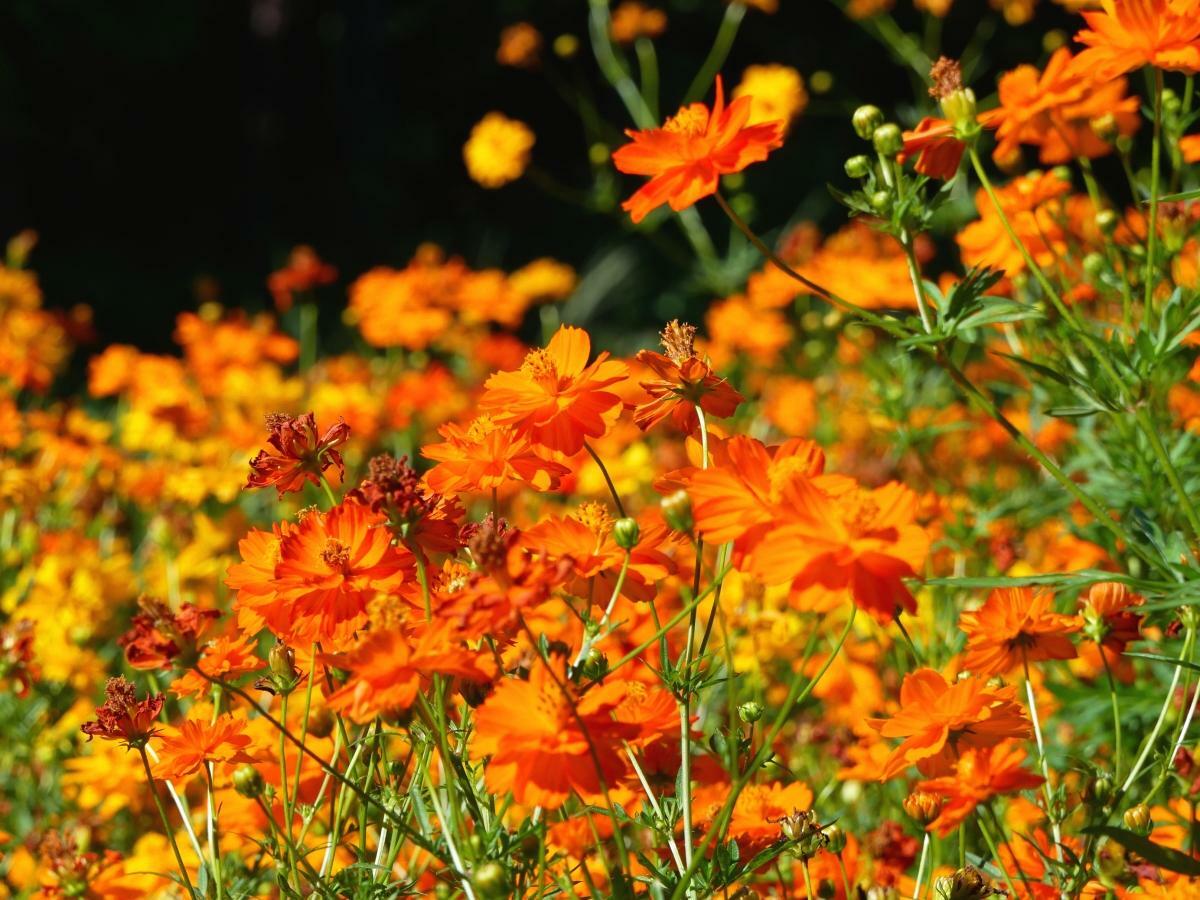 明るいオレンジや黄色の花が存在感抜群