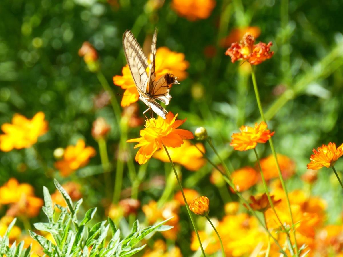 蜜を吸いに飛んできたアゲハチョウ