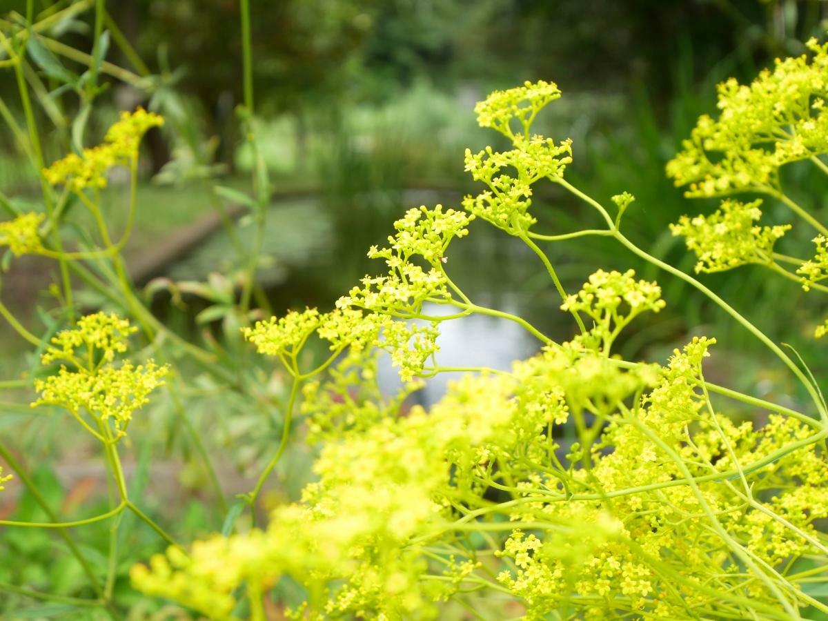 水辺のさとの池に映える黄色の花